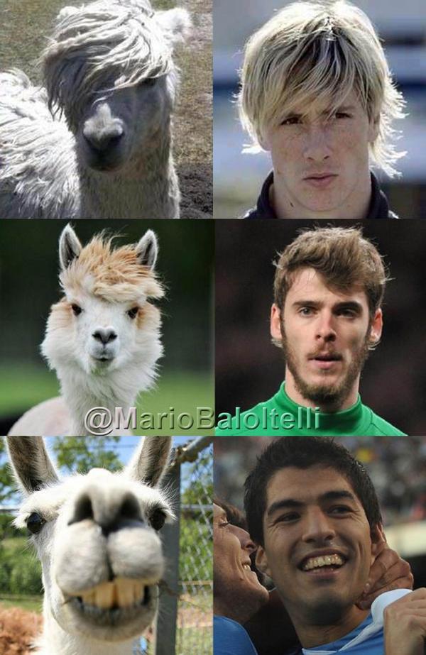 Footballers who look like animals! #FootballLookalikes