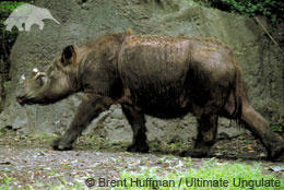 Animal___Rescue's tweet photo. Sumatran Rhinoceros (on the edge of existence)
http://t.co/ul3fmlyb http://t.co/MtsTp2eE