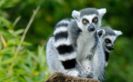 Animal___Rescue's tweet photo. Picture of Lemurs. They are the most endangered species on earth. http://t.co/CXttmsVl