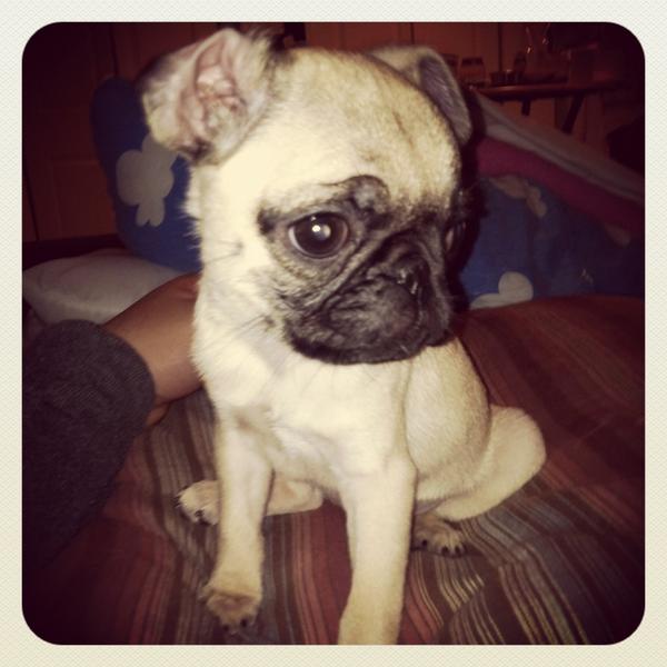 Benboggs's tweet image. #flatnose #pug #cantbreathe