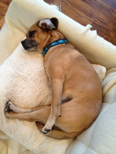 PugglePreston's tweet photo. Recuperating from the long holiday trip to california. http://t.co/UFCOi8bR