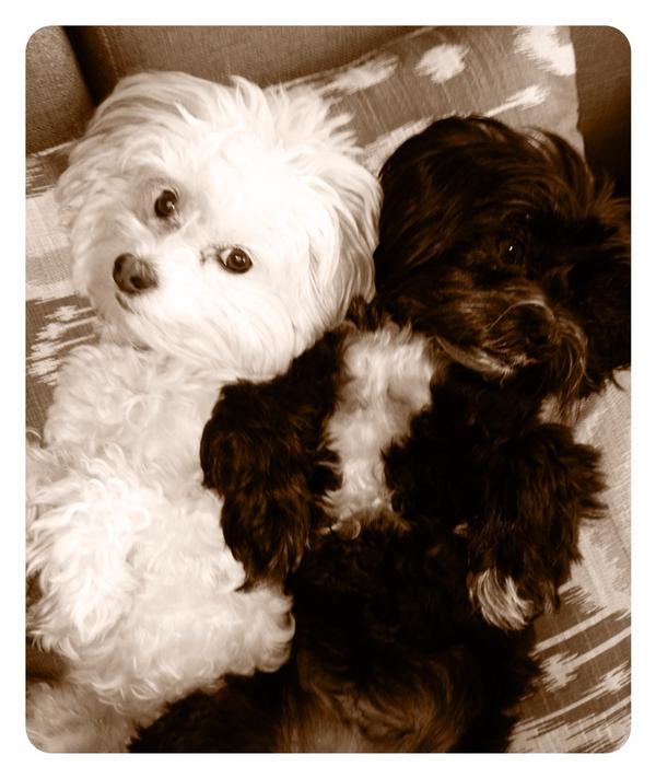 nicolepaggi's tweet photo. Little angels! http://t.co/YmsCcHg7