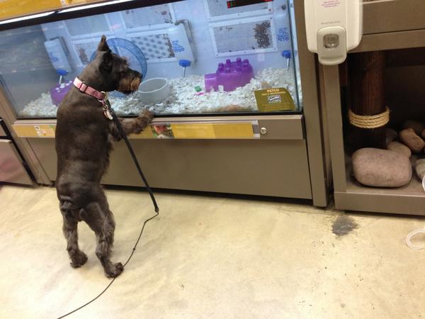 Vishinsky's tweet image. I'm @Petco, and look what I see.