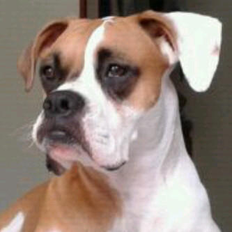 Duraznita07's tweet image. #ElBoxer