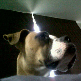 Duraznita07's tweet image. #ElBoxer @TequieroPERRO