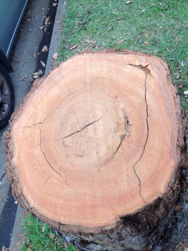 MsBrownMouse's tweet image. :( #treegone