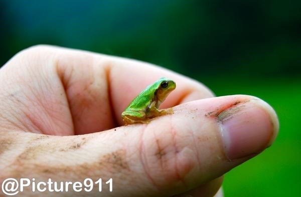 picture911 tweet picture