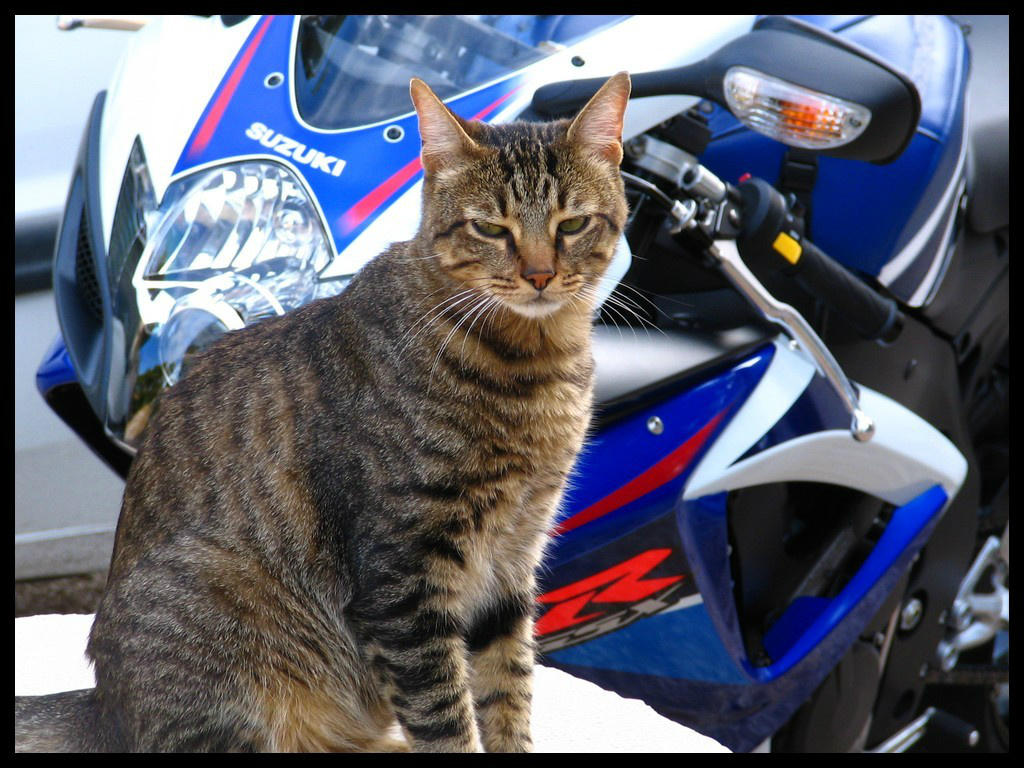 Les chats aiments la moto A8tnYllCEAImZZ-