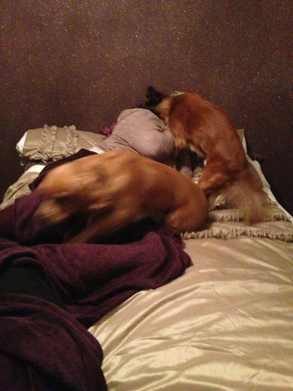 ainsleybrown_'s tweet photo. No wonder my dogs have no friends, sitting all cosy and they come in and ruin it #hyperdogs http://t.co/olXX06eC