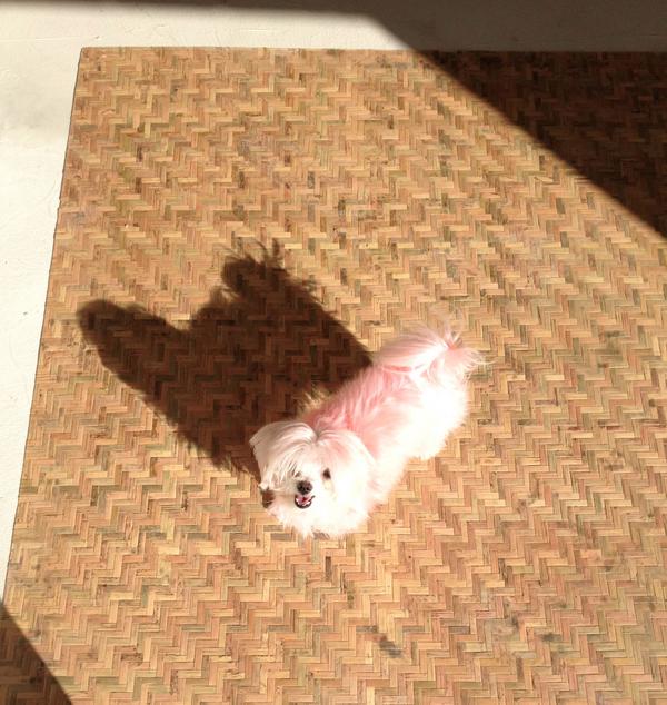 UPInvestments's tweet photo. Puppy patrol at the job site! :) http://t.co/e8eBoolx