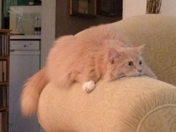 BundleCat's tweet photo. Pretty sure nobody can see me here. http://t.co/72J2XsCZ