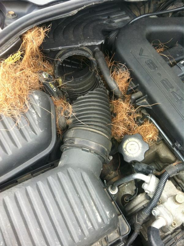 Hausofdarnall's tweet image. Dear ratchet ass mother fuckin rats. Thanks for totally destroying my car. #noCarProblems #death