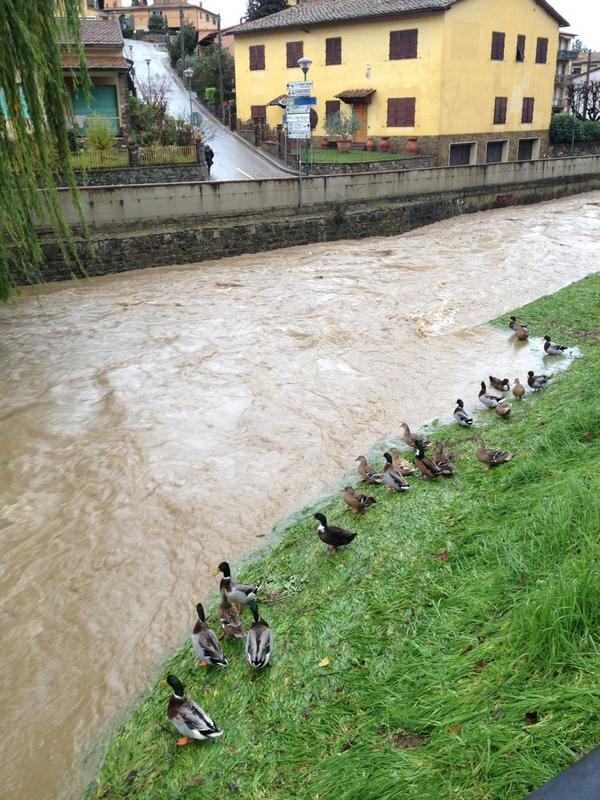 la Greve, il fiume del paese é in piena e le paperelle attendono