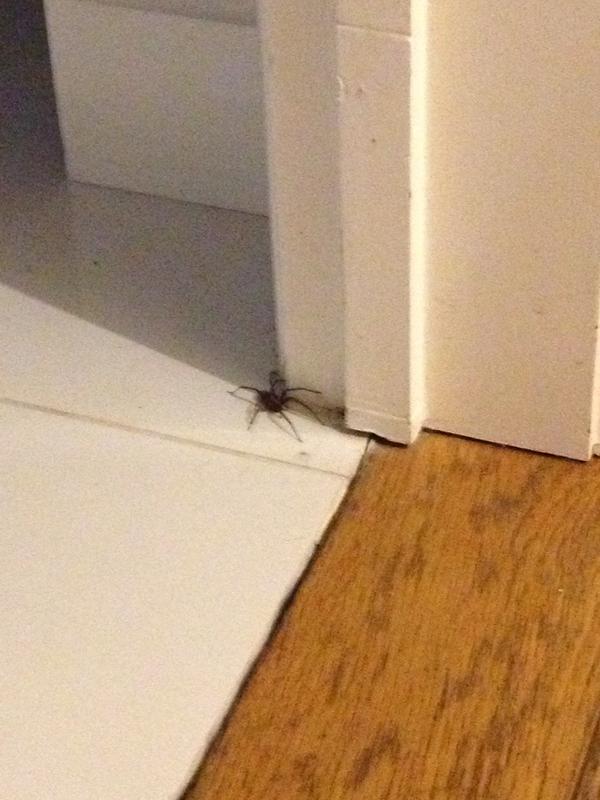 DanniBoiJ69's tweet photo. Fought off this beast last night! http://t.co/MaabNMbm