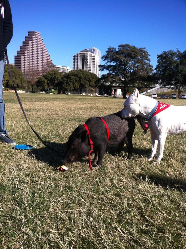 Today a saw Austin keepin' it weird. During two occasions, I saw a pig on a leash and a goat in a leash.