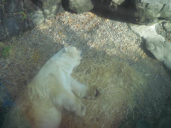 OddGayHepburn's tweet image. We should clearly be allowed to have polar bears as pets.

#RationalThoughts 
#SoCute