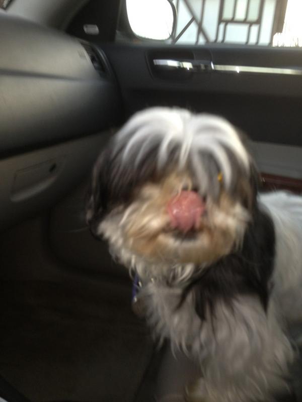 cilmark2's tweet image. Tootsie is getting a micro chip in her so we can track that women every where she goes