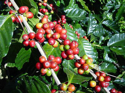 DirectCoffee's tweet image. The coffee bean is actually a seed inside of a bright red berry #coffee #fact