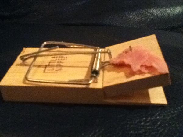 lewis_dodd7's tweet image. Mice are chewing through stuff in my shed including sports gear #thismeanswar! #settingtraps