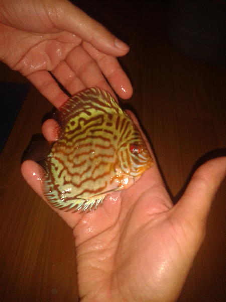 OrjinDiscus tweet picture