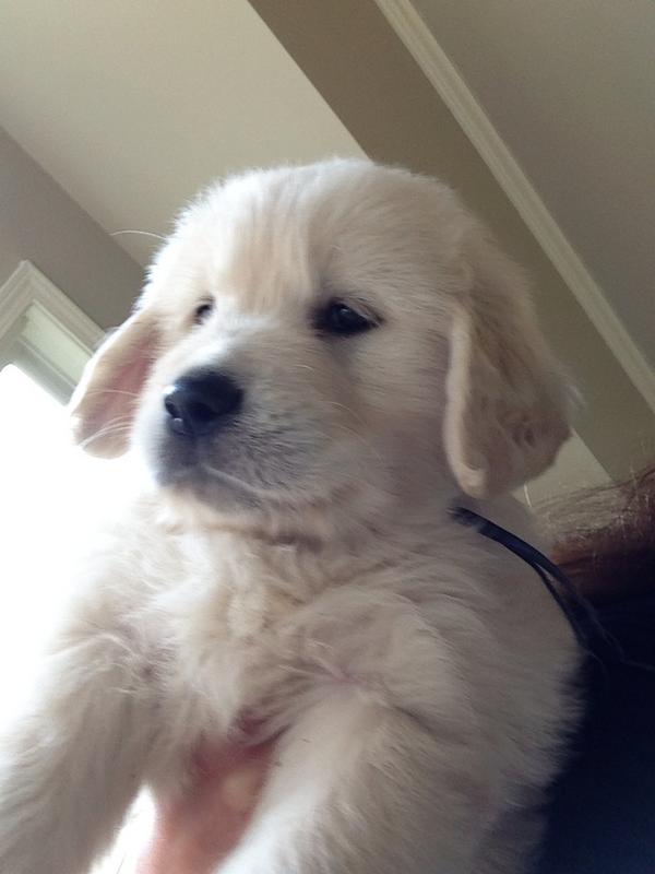 EnglishCreamPup's tweet photo. Mr black is bringing sexy back #englishcreamgoldenretrievers http://t.co/tRwc2iiB