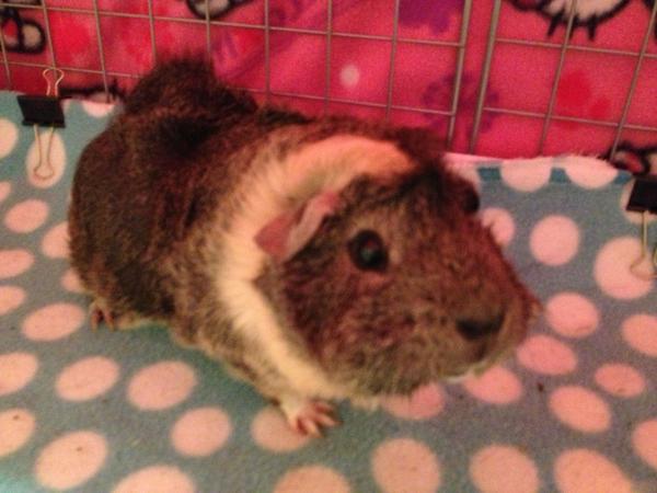 Twix! Testing twitters photo update.