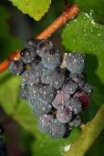 TitanWine's tweet photo. #Wine fact. A wine that tastes watery is said to taste “dilute.” Possibly from grapes being picked during a rainstorm. http://t.co/1C7RlZEa