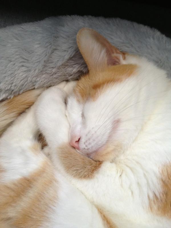 cheddarthecat's tweet photo. Don't you wish you could nap this well? http://t.co/wgsecMmZ