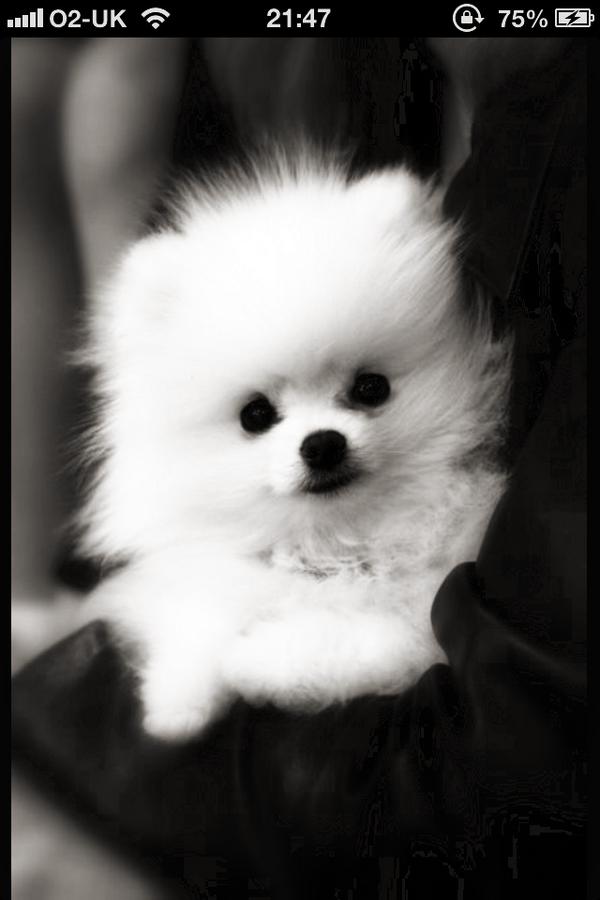 ClaireyProv's tweet image. @iamfagan how is it even possible to be that cute??? Al settle for either... #notfussed