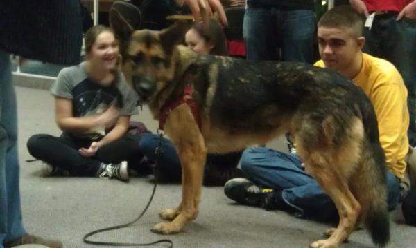 antferret's tweet image. His name is Lumis. He likes cheese. I want ten of him. #LibraryDogs