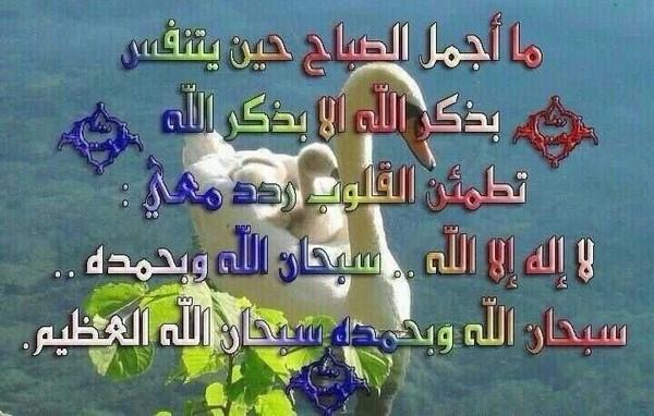 amalMohamad9 tweet picture