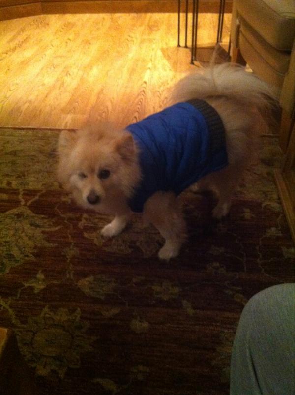 TimbitTheDog tweet picture
