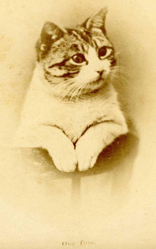 HammyDerWeiner's tweet photo. A cute kitty posing for the camera from the 1880s/1890s http://t.co/Qs1ANjq8