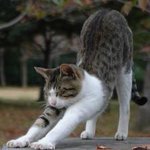 キョート・ヘル・オン・アース」急「ラスト・スキャッティング