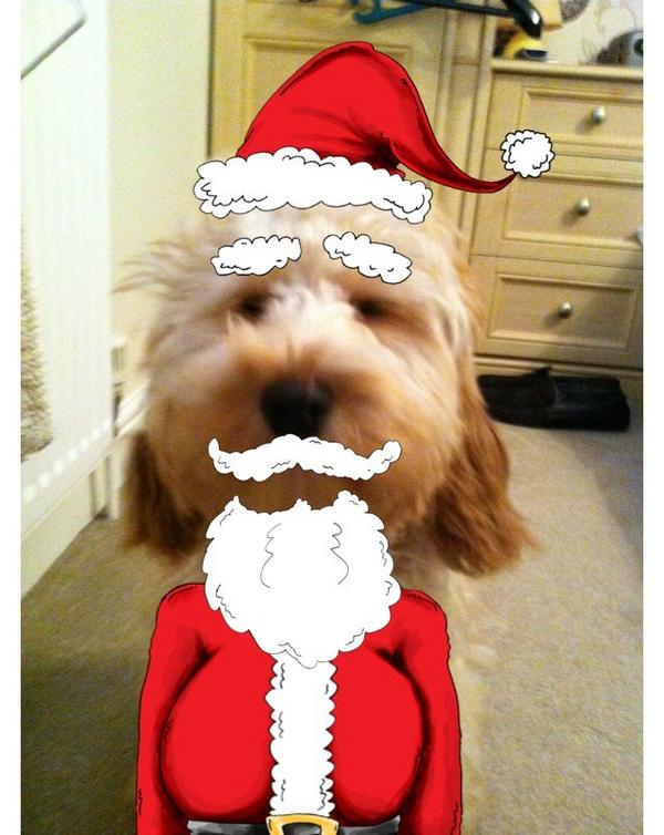 Bailey_Cockapoo's tweet image. Ho ho ho! Or is it he he he;-)