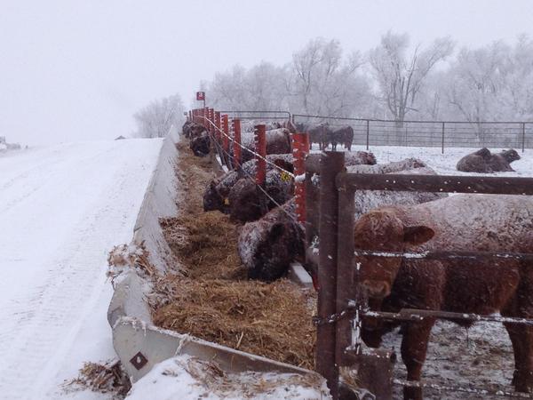 BieberRedAngus's tweet photo. brr its cold here #SouthDakota #redangus http://t.co/prYlwYND