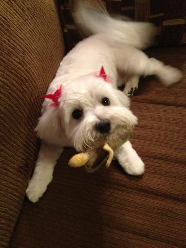 PresleySharp's tweet photo. Got my Christmas bows in. #yolo http://t.co/U0apibOM