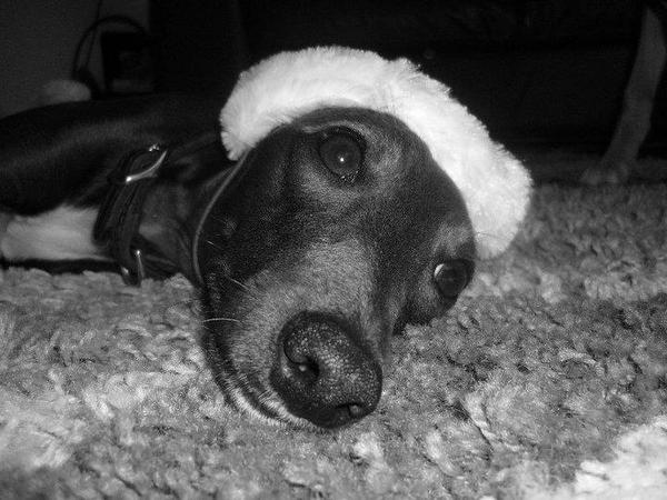RubyWhippet09's tweet image. Merry Christmas