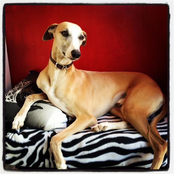 RubyWhippet09's tweet image. Alfie looking the dogs ...... !