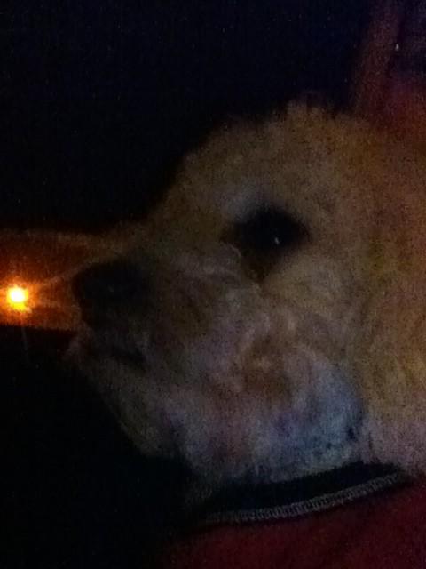 GeorgiaSmart's tweet image. Mesmerised by gs. #simpledog