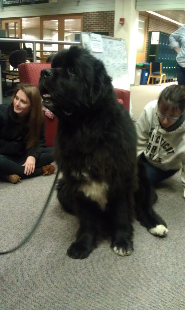 antferret's tweet image. This is Dooley. He is 130 pounds. He drools. I want ten of him. #LibraryDogs