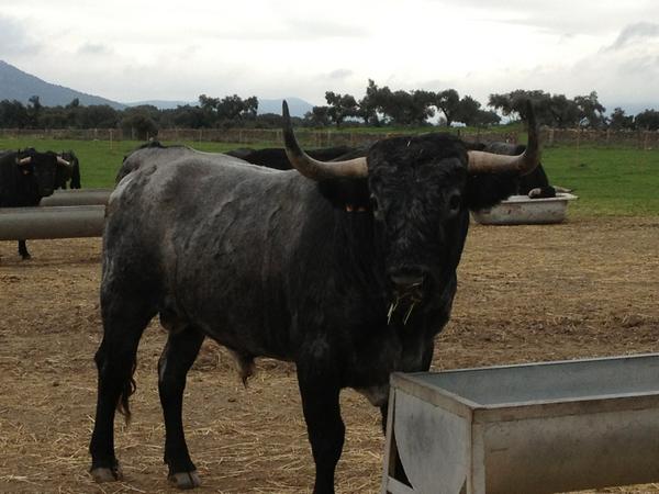 aadolfomartin's tweet photo. Viendo los cuatreños. http://t.co/j7FnoPsg