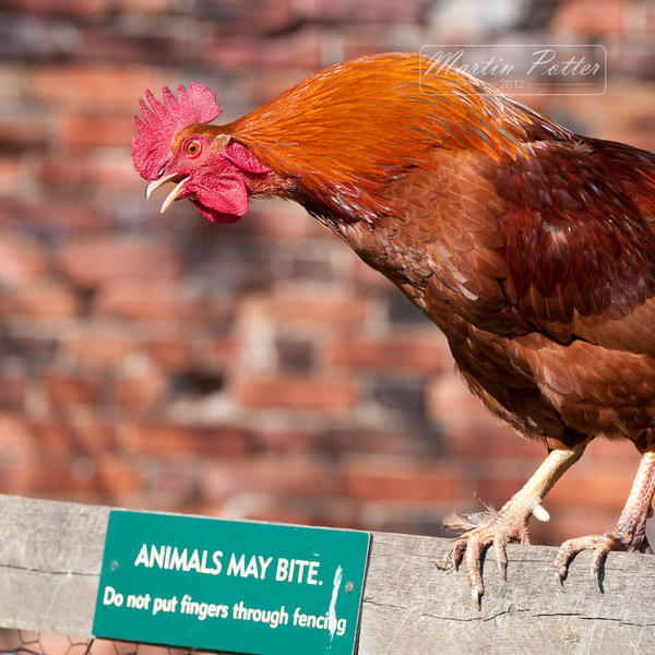 longslice's tweet image. One seriously angry bird. First photo tweet from Lightroom using the excellent plugin from @jfriedl. f/5.6 (70-200f2.8)