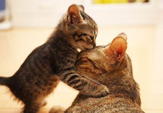 rosiewibbs's tweet photo. @ImJustJem #Maow http://t.co/40CYvktO