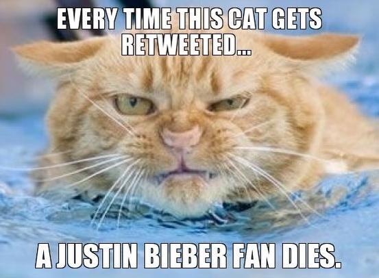Killer Cat!