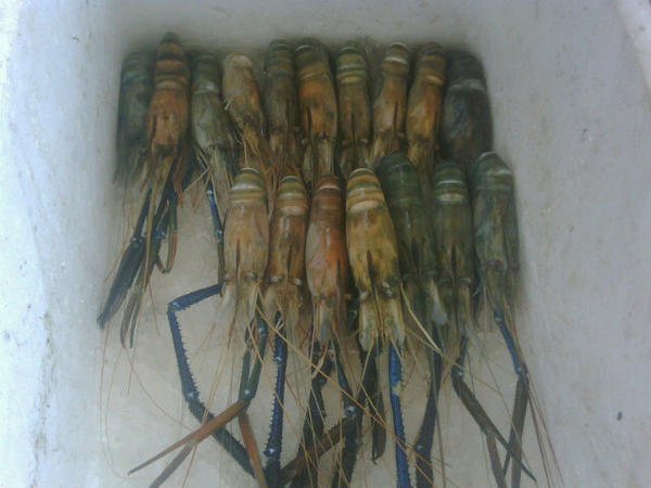 chandra_lion's tweet photo. Udang galah rasa'y mantabbbbb http://t.co/Pfk2xveK