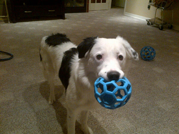 thesupercollies's tweet photo. Still not tired?!?! @LionsTelethon http://t.co/dljbyuFB