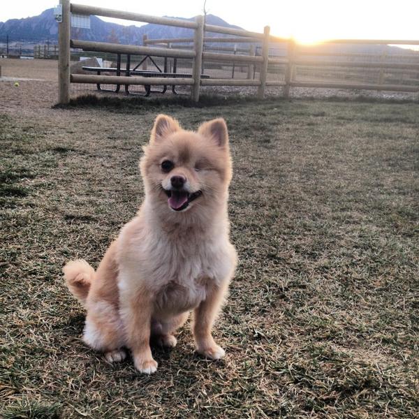 Massimo Alpian tweet media