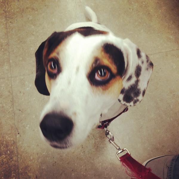 Petco's tweet photo. Thanks, Madison! RT @RockandRawhide: Madison just donated biscuits @petco Union Square #sandyPets yay!! @MayorsAlliance http://t.co/gegujrSx