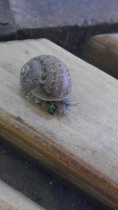 Watch ︻╦╤ー's leaked NSFW photo on TwXstars